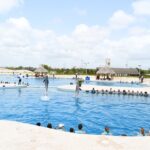 what does dolphin discovery punta dana offer you